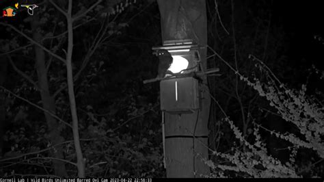 WBU Barred Owl Cam On Twitter RT Girlillaowl WBU Owls 22 58 4 22