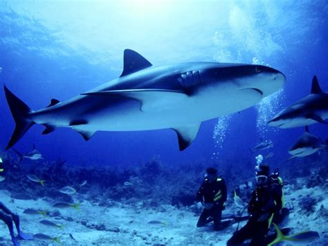 Shark Screensavers and Wallpaper - WallpaperSafari