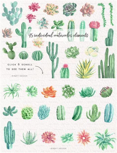 Watercolor Cactuses And Succulents With The Words 15 Illustrated Watercolor Elements