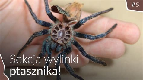 Jak wygląda ptasznik od środka Chromatopelma cyaneopubescens YouTube