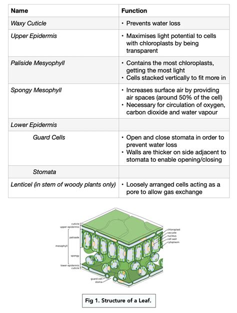 Gas Exchange In Plants A Level Biology Study Mind