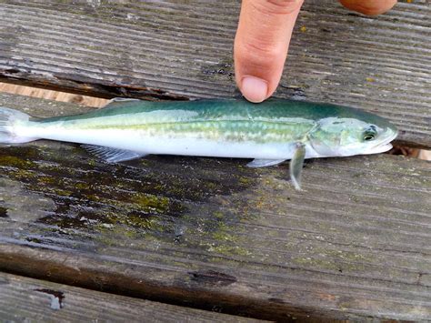 Sablefish - Pier Fishing in California