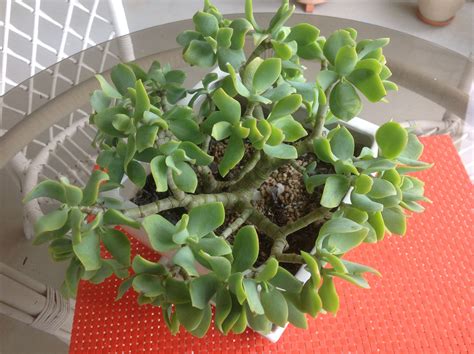 Crassula Ovata Undulata Curly Ripple Or Wave Jade After Sun In May