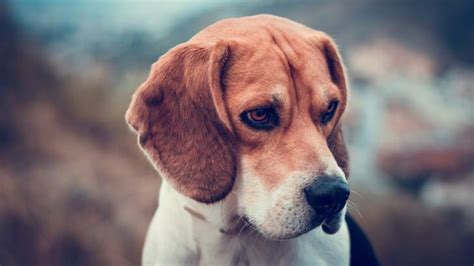 Beagles Dog Wallpaper