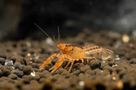 Pet Crayfish 7 Freshwater Aquarium Crayfish Aquariadise