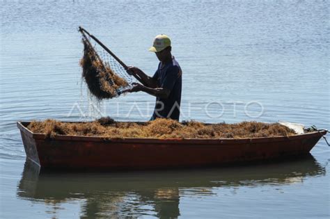 Budi Daya Rumput Laut Tambak Di Maros ANTARA Sumbar