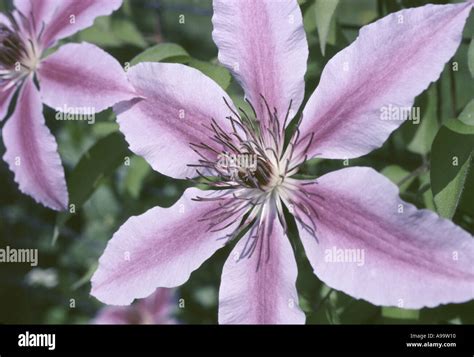 Jackman Clematis Climbing Vine Stock Photo Alamy