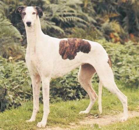 Greyhound-Puppies and Dogs for Sale – Jelena Dogshows