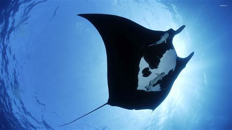 Manta Ray Wallpapers Top Free Manta Ray Backgrounds WallpaperAccess