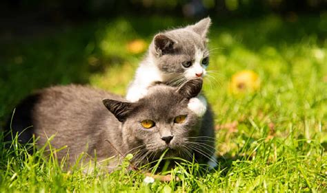 5 Unique Tips On How To Get Outdoor Cats To Get Along With Kittens