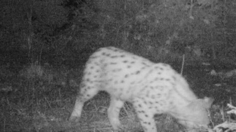 Baden Württemberg Erstmals wieder Luchs im Nordschwarzwald gesichtet