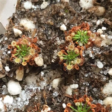 drosera pygmaea green gemmae carnivorous plant resource