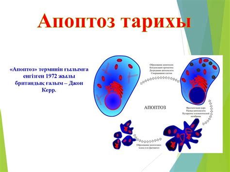 Апоптоз. Апоптоз механизмі - презентация онлайн