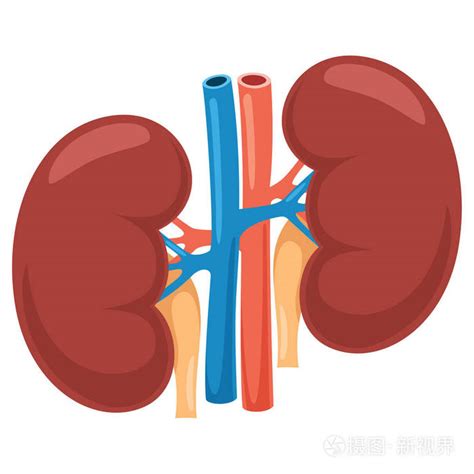 肾矢量图插画 正版商用图片100b17 摄图新视界