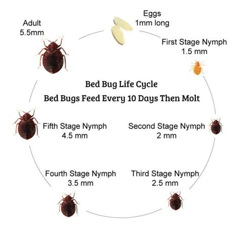 Revealing The Life Cycle Of A Bedbug From Egg To Adult