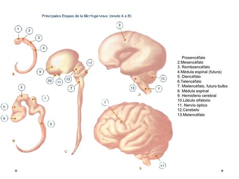 Maduración Cerebral Upn