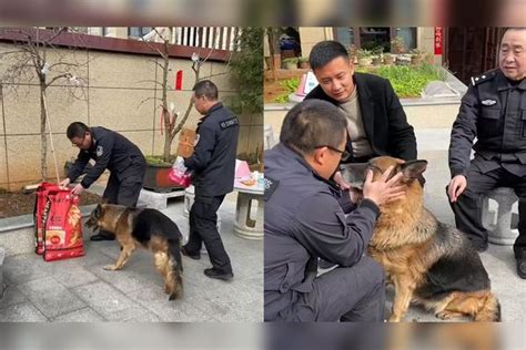 训导员带狗粮探望被领养的退役警犬，见面时激动万分，画面超暖心