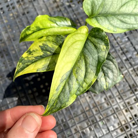 Monstera Siltepecana, Exact Plant Variegated Ships Nationwide – Canopy Gems