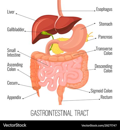 Gastrointestinal Tract Human Intestine Royalty Free Vector