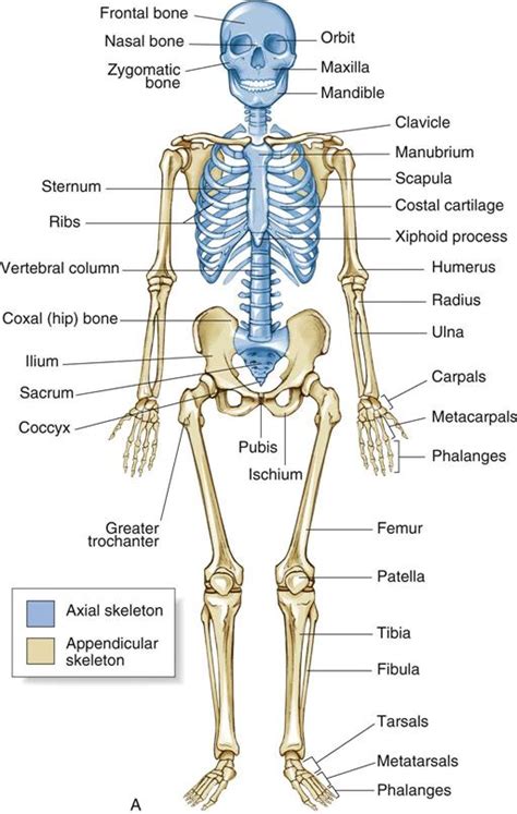 Anatomy Of The Bone Comprehensive Orthopaedics | The Best Porn Website