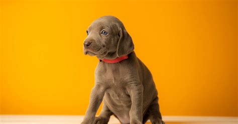 Weimaraner Puppy Pictures and Facts