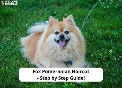 Fox Pomeranian Haircut – Step by Step Guide!