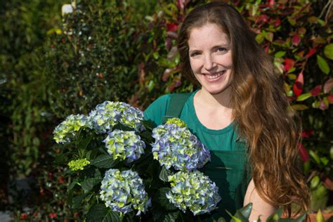 Hortensien Pflanzen Wann Ist Der Beste Zeitpunkt