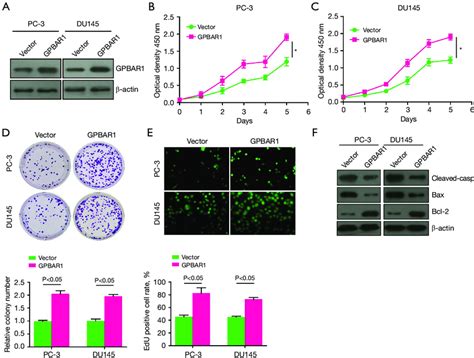 The Effect Of Gpbar1 Overexpression On Cell Proliferation And Apoptosis