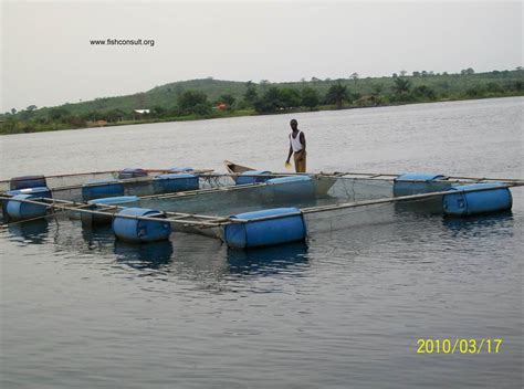 Livelihoods And Cage Farming Of Nile Tilapia In Lake Volta Ghana