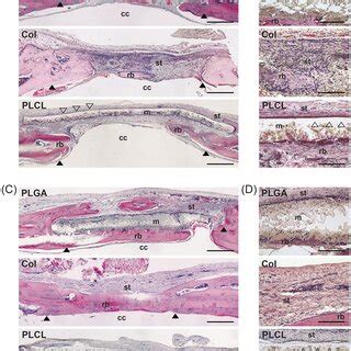 Histological Images Of Rat Calvaria Stained By HE At A B 4 Weeks And