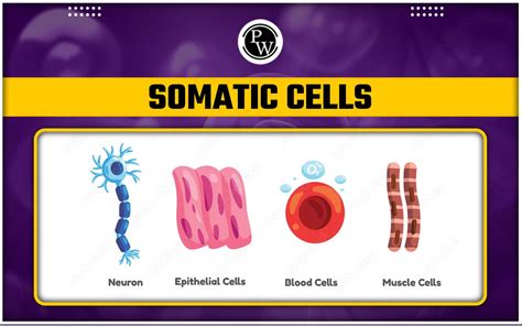 Somatic Cells - Types, Examples, Characteristics, And Germ Cell