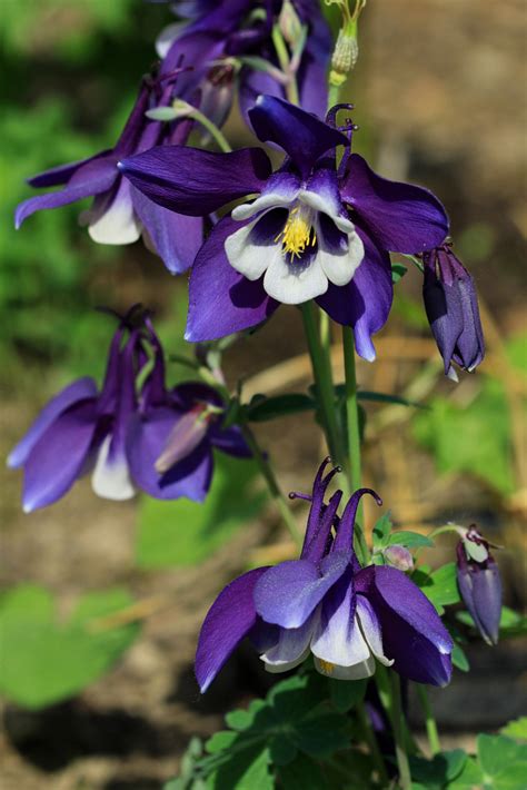 Aquilegia vulgaris Spring Magic Blue | Herbaceous Perennials | Gee Tee