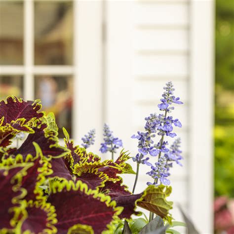 Colorblaze® Wicked Witch™ Coleus Scutellarioides Proven Winners