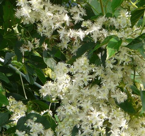 Clematis virginiana - Bird Gardens