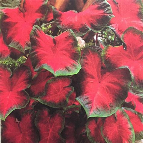 Caladium Red Glamour Caladium Easy To Grow Bulbs Spring Plants