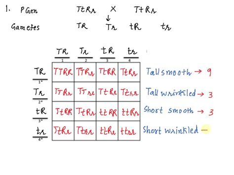 Solved Bio Activity Trihybrid Crosses Probability And