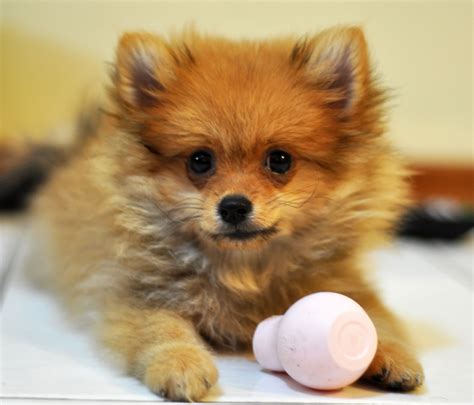 Pomeranian - My Doggy Rocks