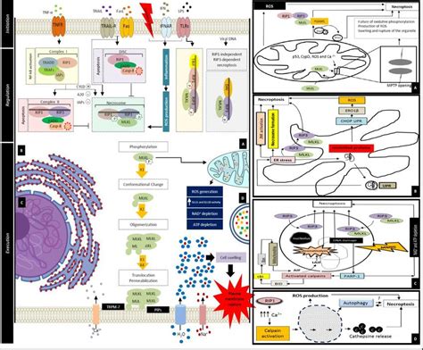 Molecular mechanism of necroptosis; initiation, regulation and ...