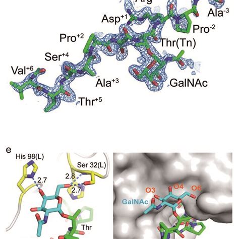 Crystal Structures Of SN 101 Fab And Its Complex With The MUC1