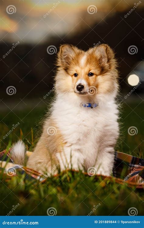 Cachorro De Perro Pastor Shetland Sheltie En Puesta De Sol Foto De