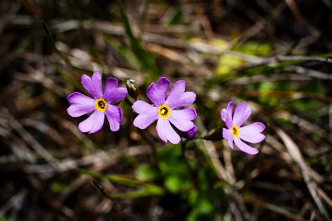 Rocky Mountain Flowers | All about Jasper National Park