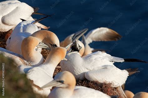 Northern gannet colony on the Helgeland. A colony of gannet nesting on ...