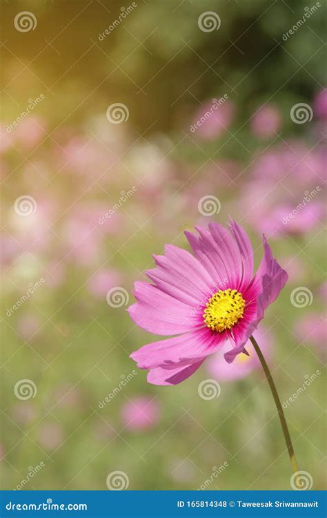 Cor De Rosa Cosmos Bipinnatus Flor Fundo De Paisagem Desfocada Foto