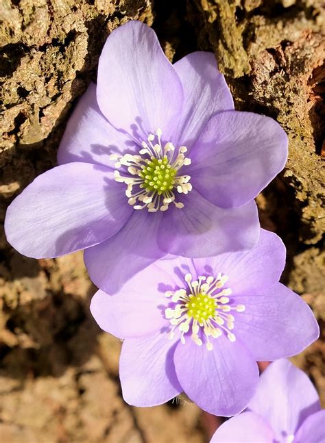 Gute Laune Blüten Leberblümchen Hepatica nobilis c St Flickr