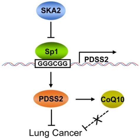 Working Model For SKA2 Mediated Transcriptional Downregulation Of The