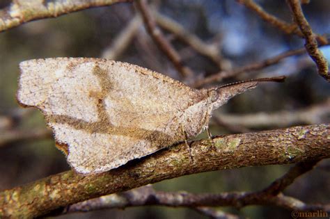 American Snout Butterfly - North American Insects & Spiders