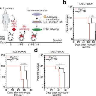 Prophylactic Adoptive Transfer Of P21TD Mos Decreases The Leukemic