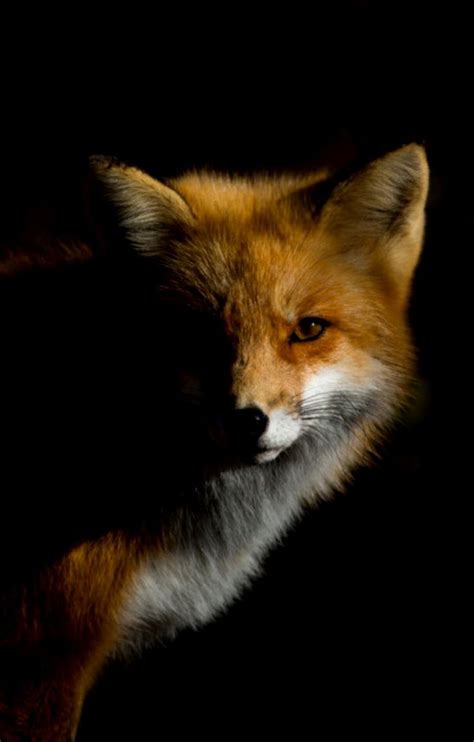 Red fox | Fox pictures, Fox poster, Foxes photography