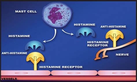 How Do Sleeping Pills Work Scienceabc