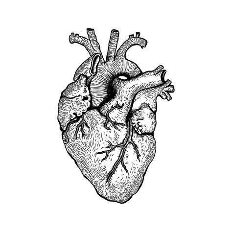 Anatomical Heart Vector